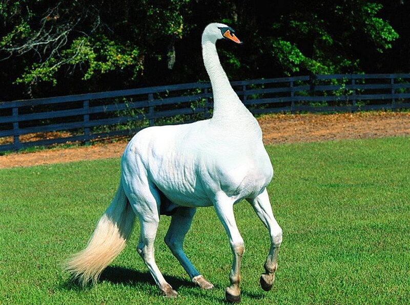 swan-headed horse on grass