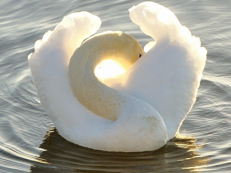 Swan in a heart shape