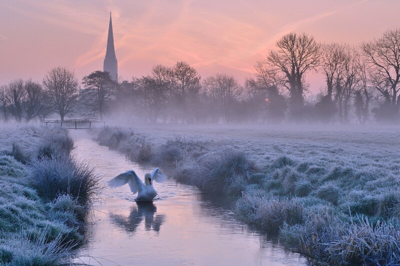 Swan in a River