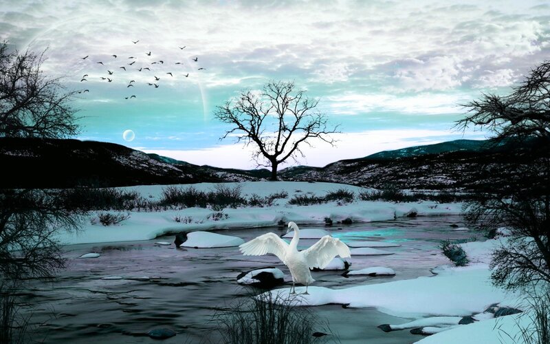 Swan in a snowy landscape