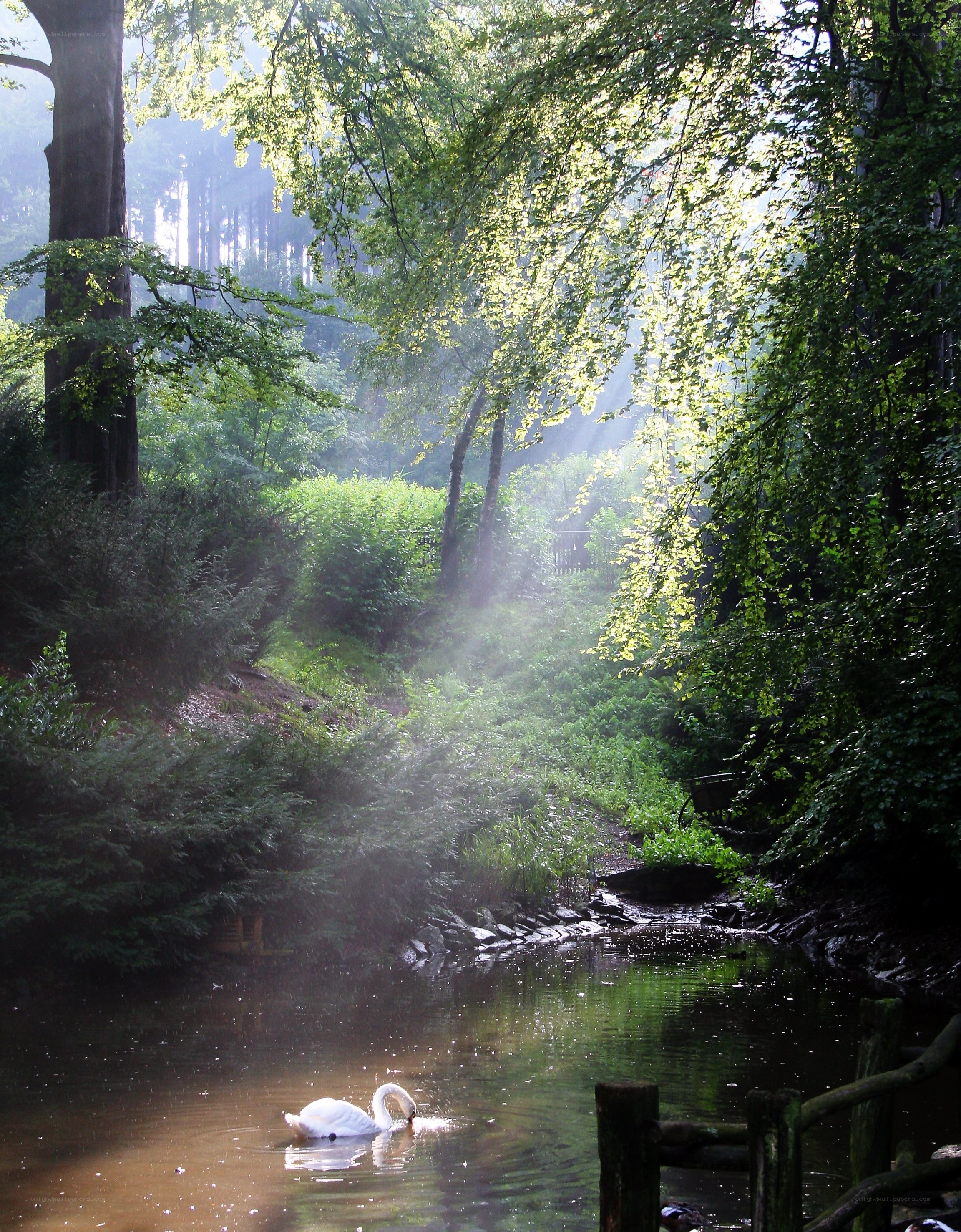 Swan in a sunlit forest pond