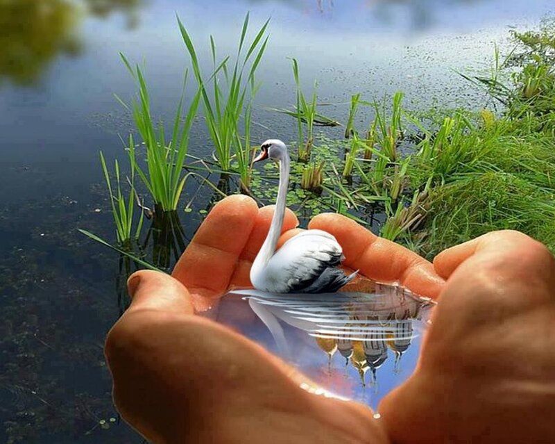 Swan in cupped hands
