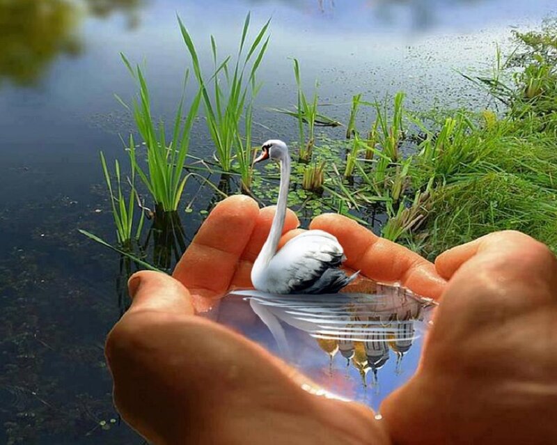 Swan in Cupped Hands — White, Serene