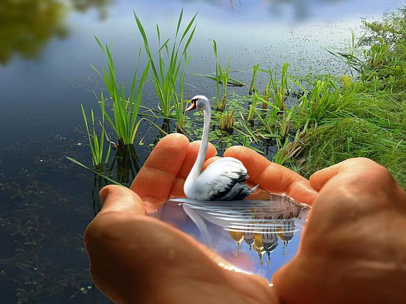 Swan in Cupped Hands — White