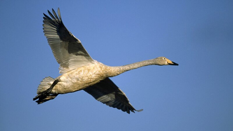 swan in flight