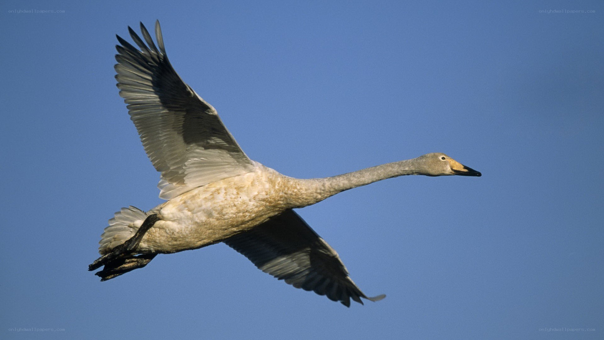swan in flight against blue sky