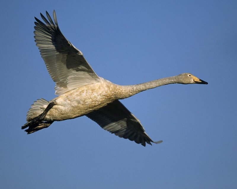 swan in flight against blue sky