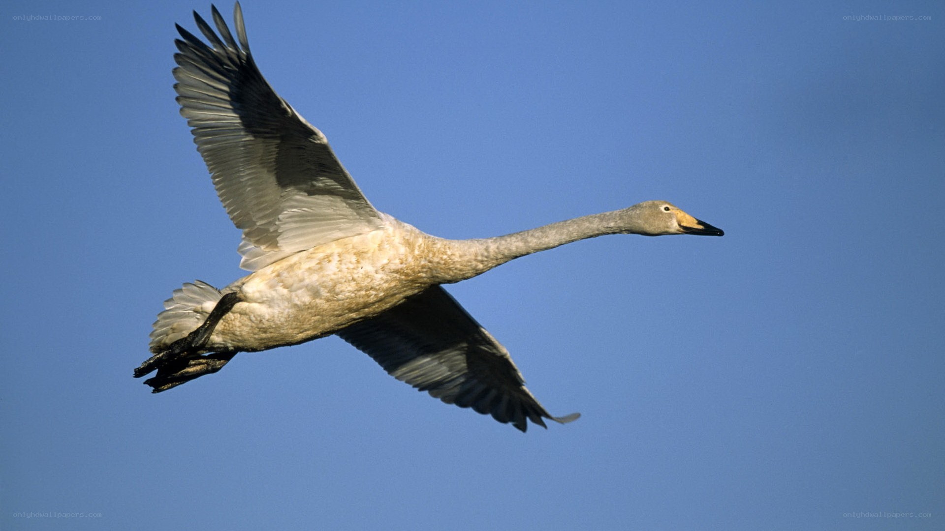 swan in flight against blue sky