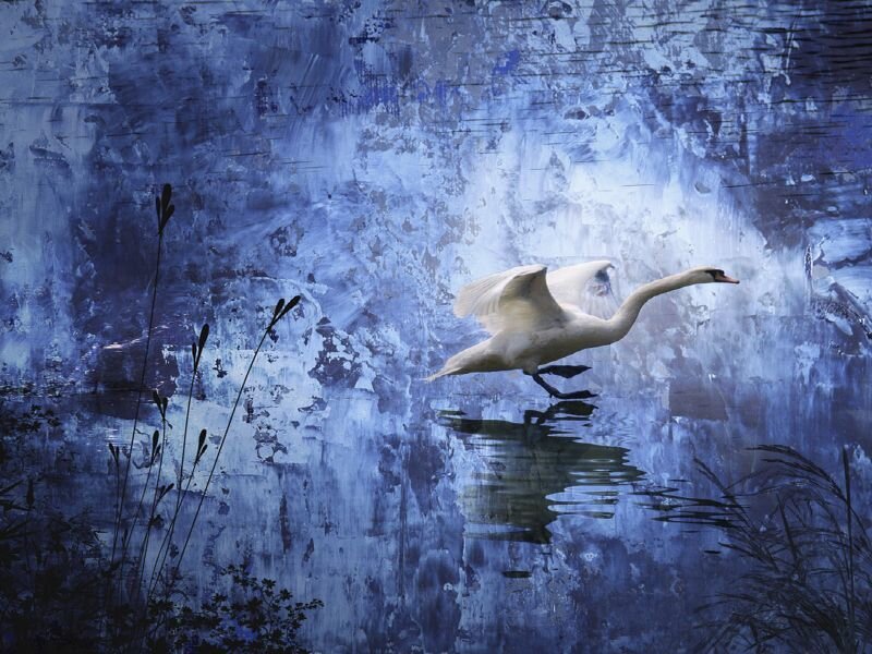Swan in flight over water