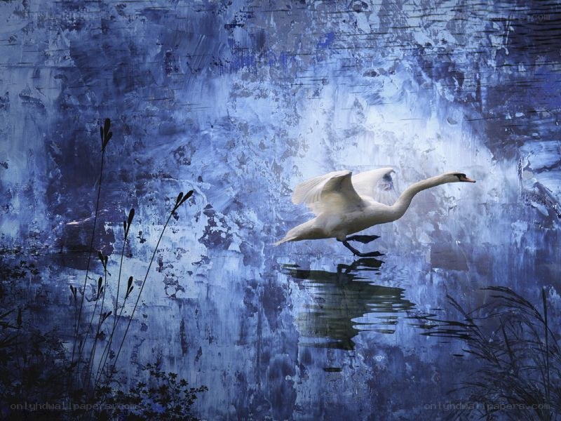 Swan in flight over water