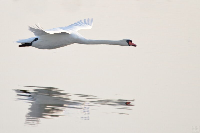 swan in flight over water