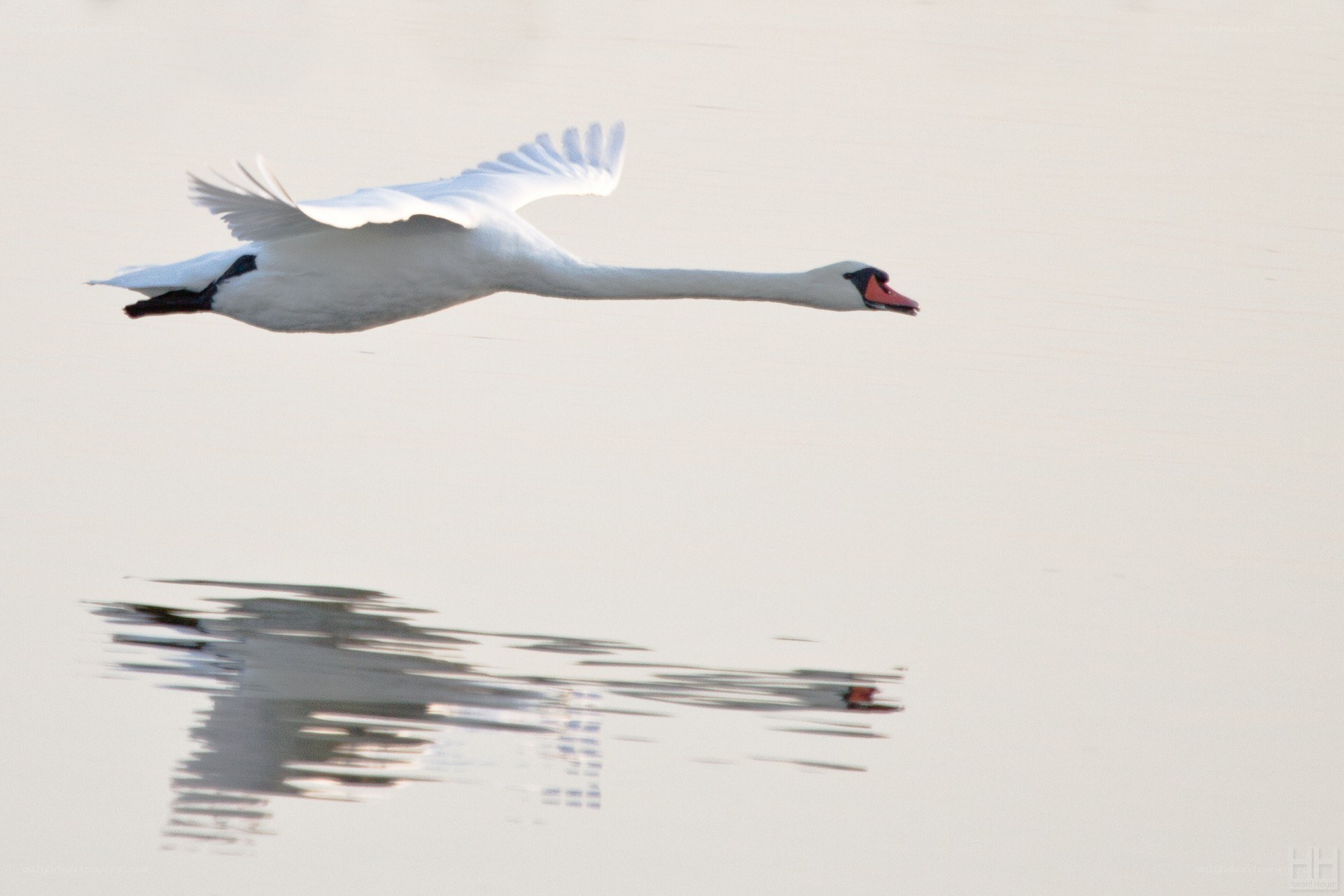 swan in flight over water