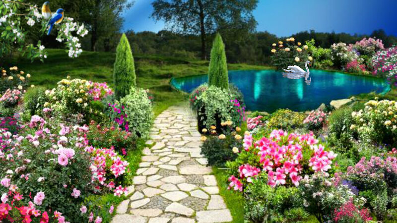 Swan in Garden Pond — Green