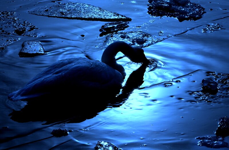 Swan in Icy Water