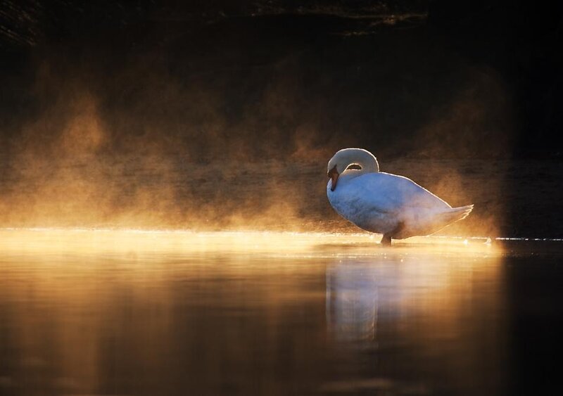 Swan in morning mist