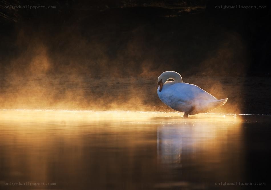 Swan in morning mist