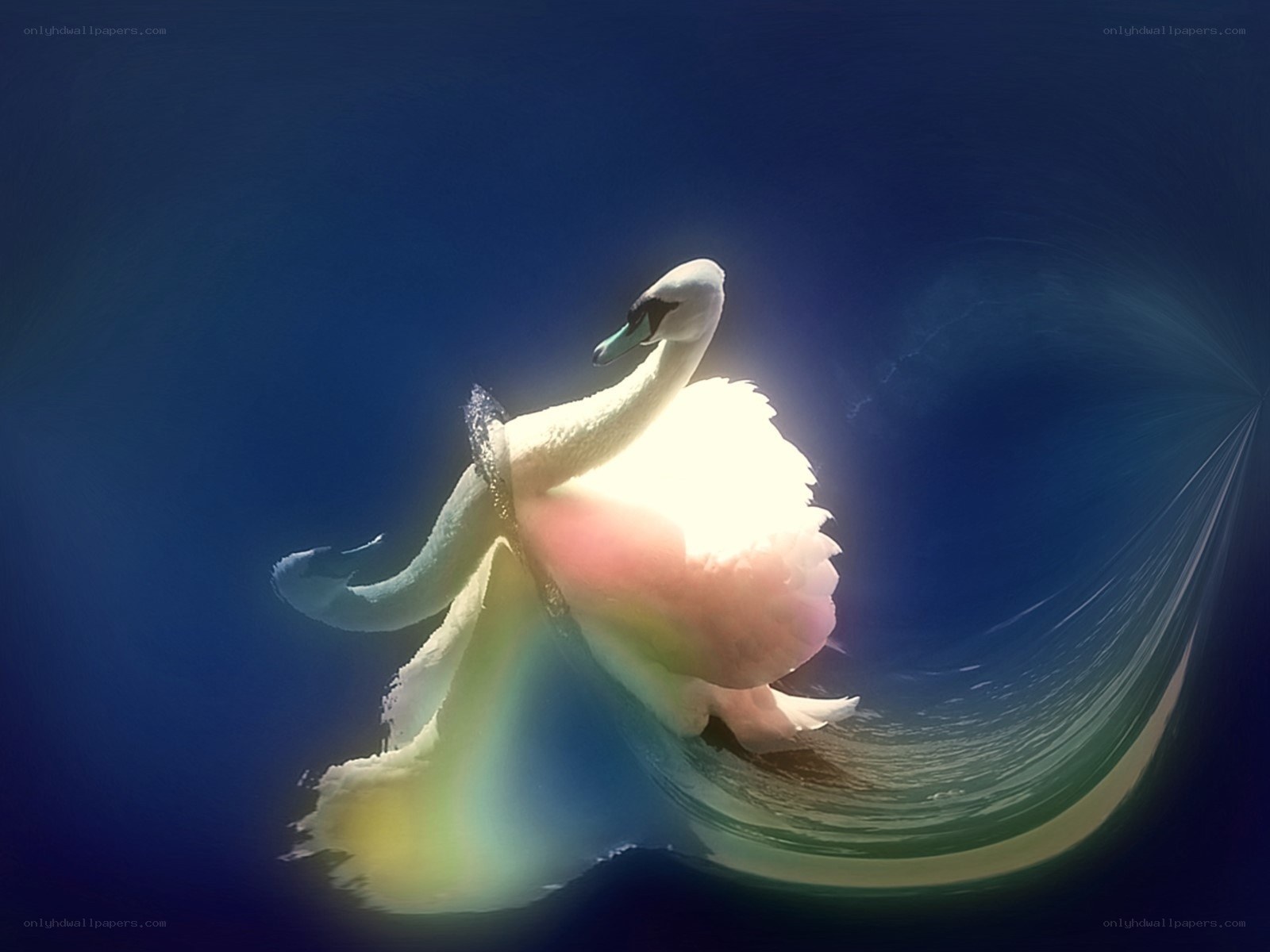 Swan in radiant light