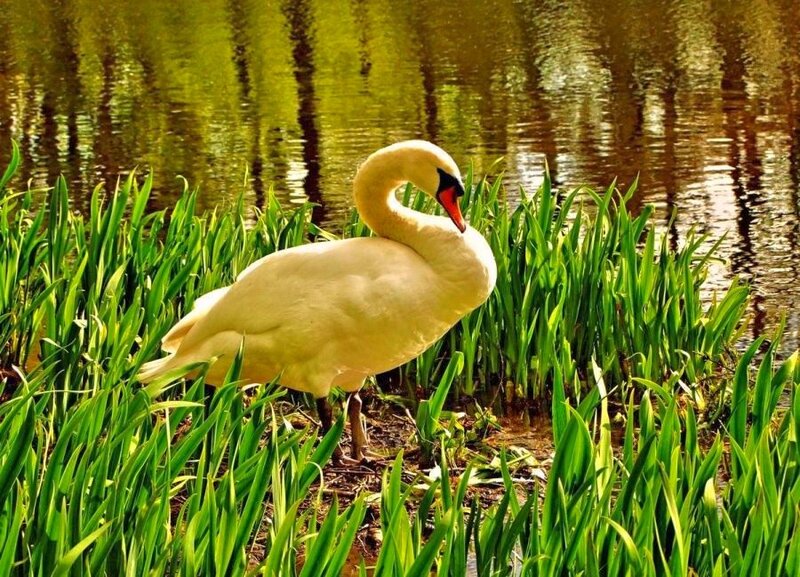 Swan in reeds by the water