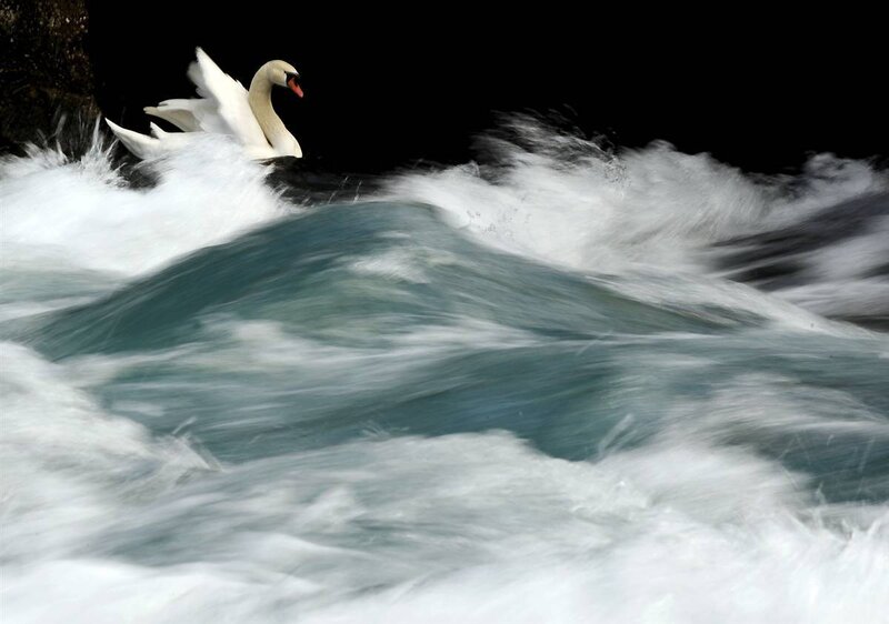 Swan in turbulent water