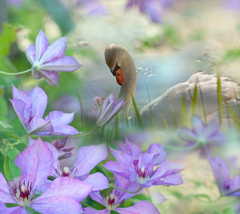 Swan in Water — Purple