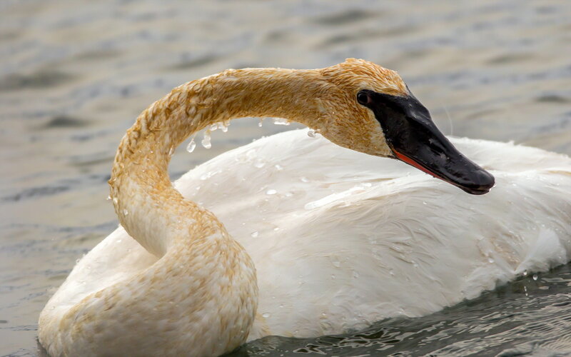 Swan in Water — White