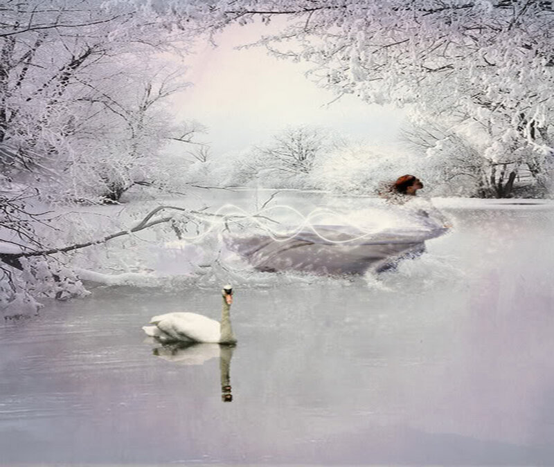 Swan in Winter Pond