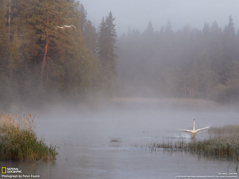 Swan landing on misty lake