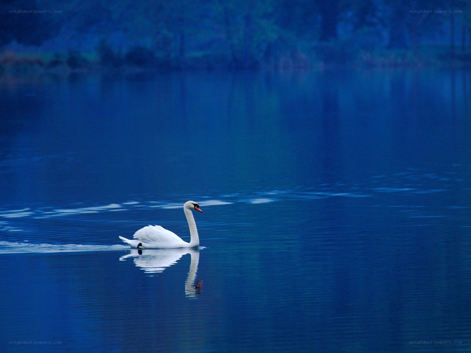 Swan on a blue lake