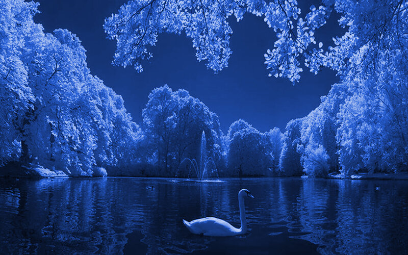 Swan on a blue lake