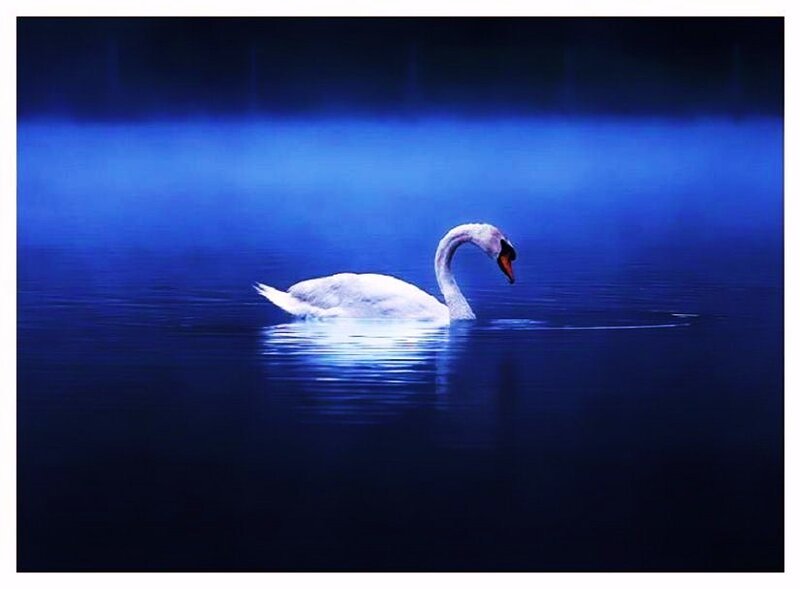 Swan on a blue lake