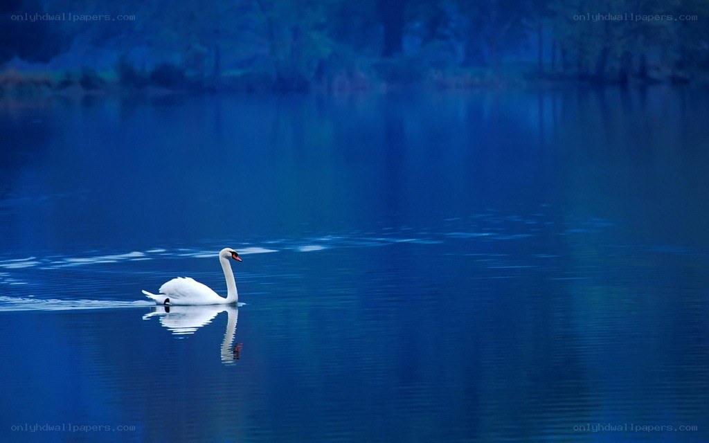 Swan on a blue lake