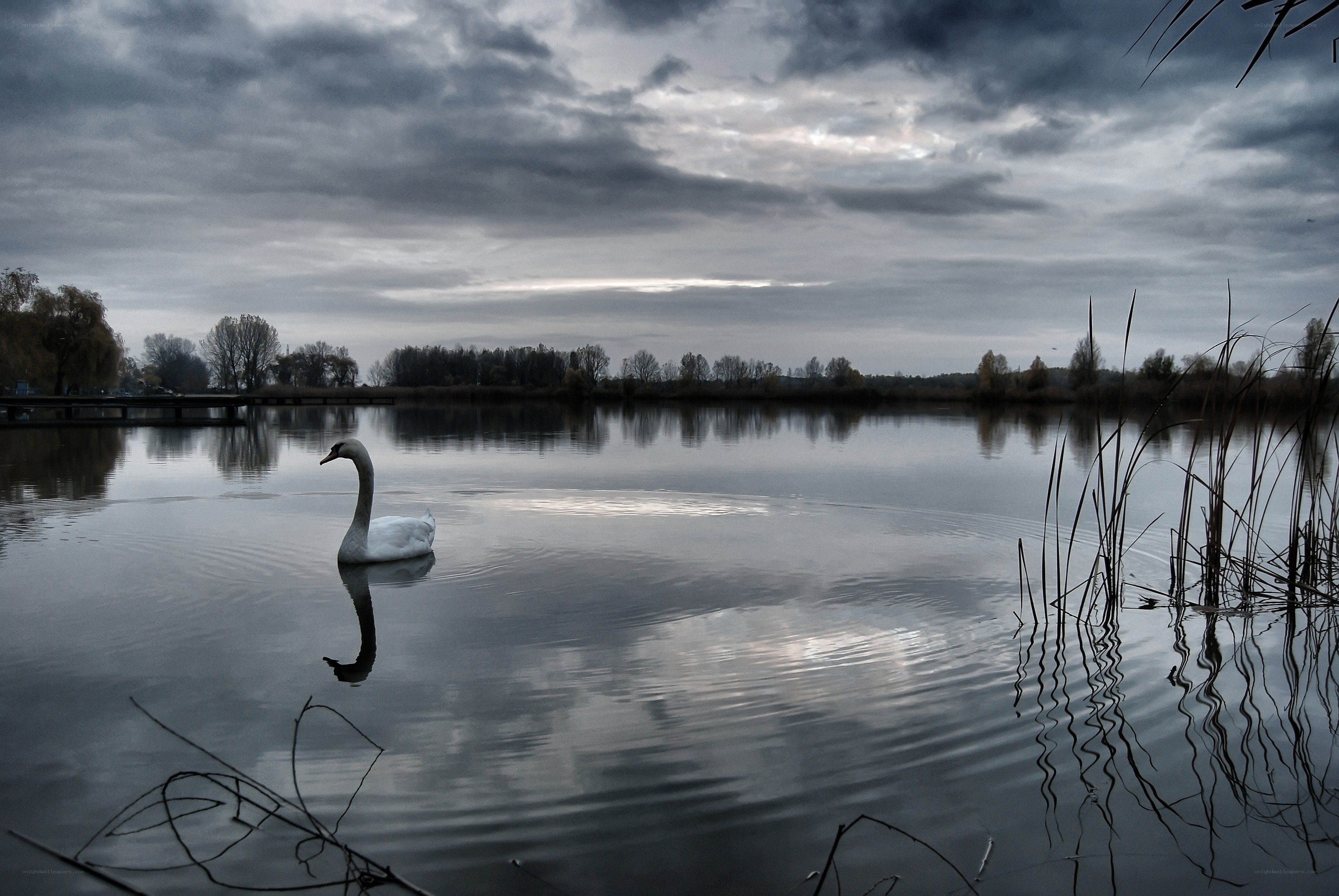Swan on a calm lake