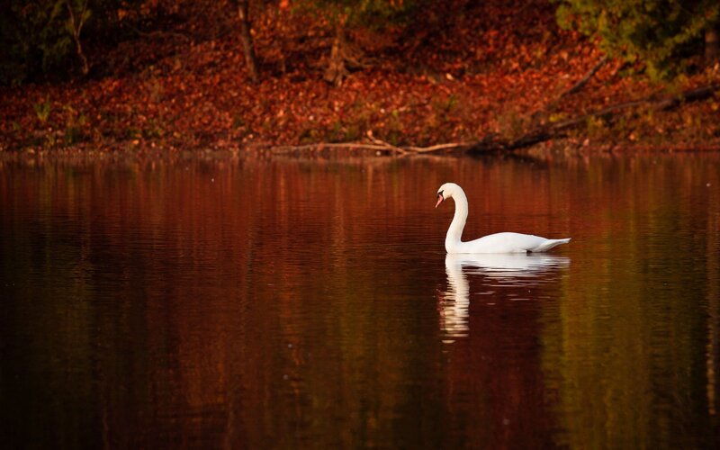Swan on a calm lake