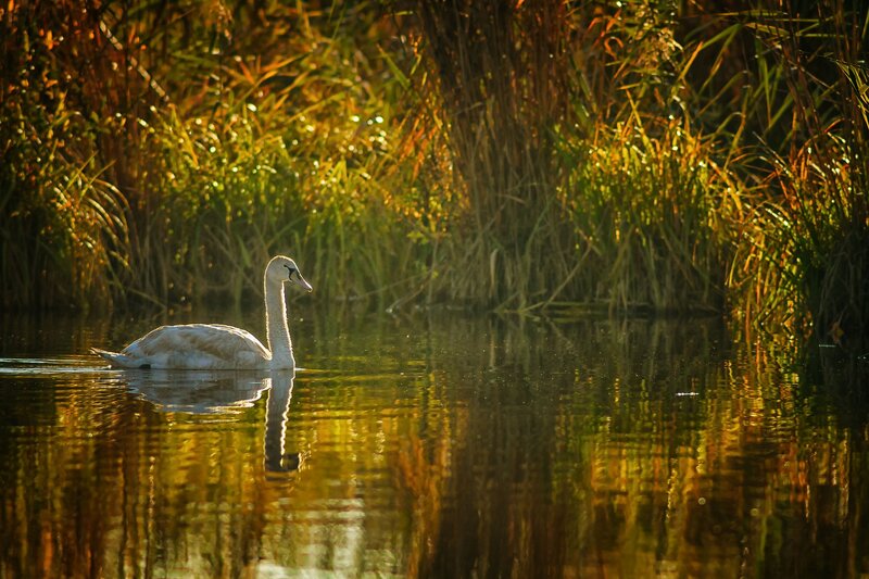 Swan on a calm lake