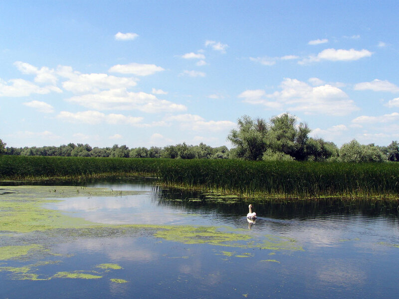 Swan on a calm lake