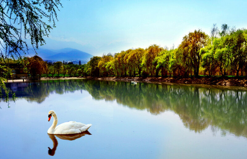 Swan on a calm lake