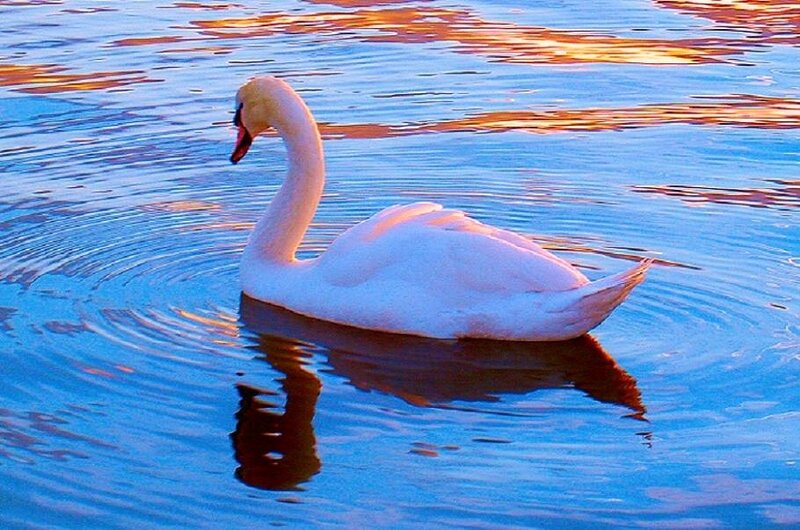 Swan on a calm lake