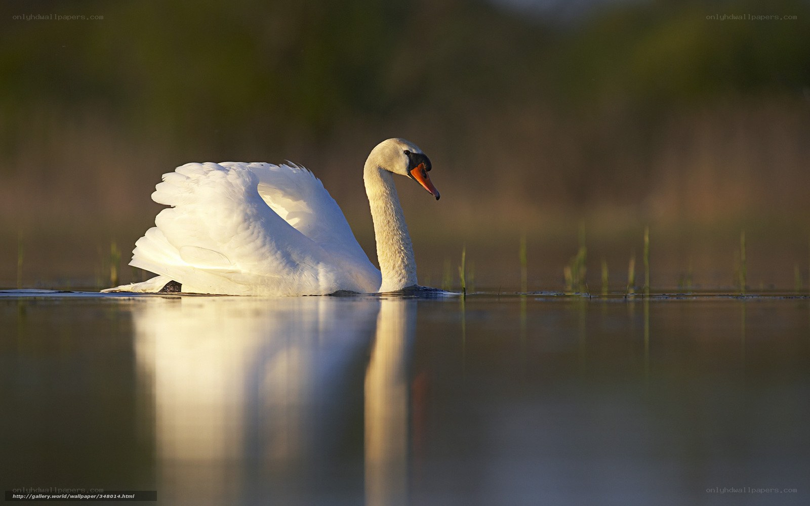 Swan on a calm lake