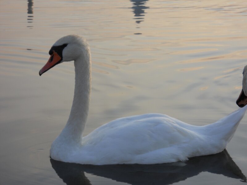 Swan on a calm lake
