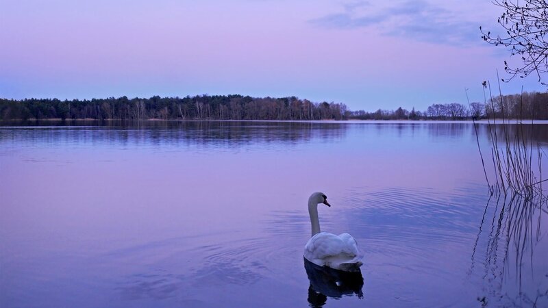 Swan on a calm lake at dusk