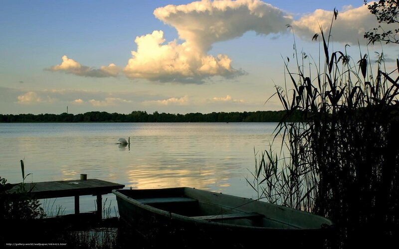 Swan on a calm lake at sunset