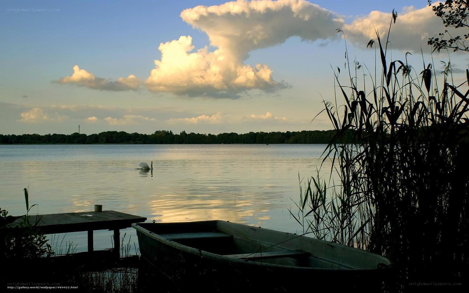 Swan on a calm lake at sunset