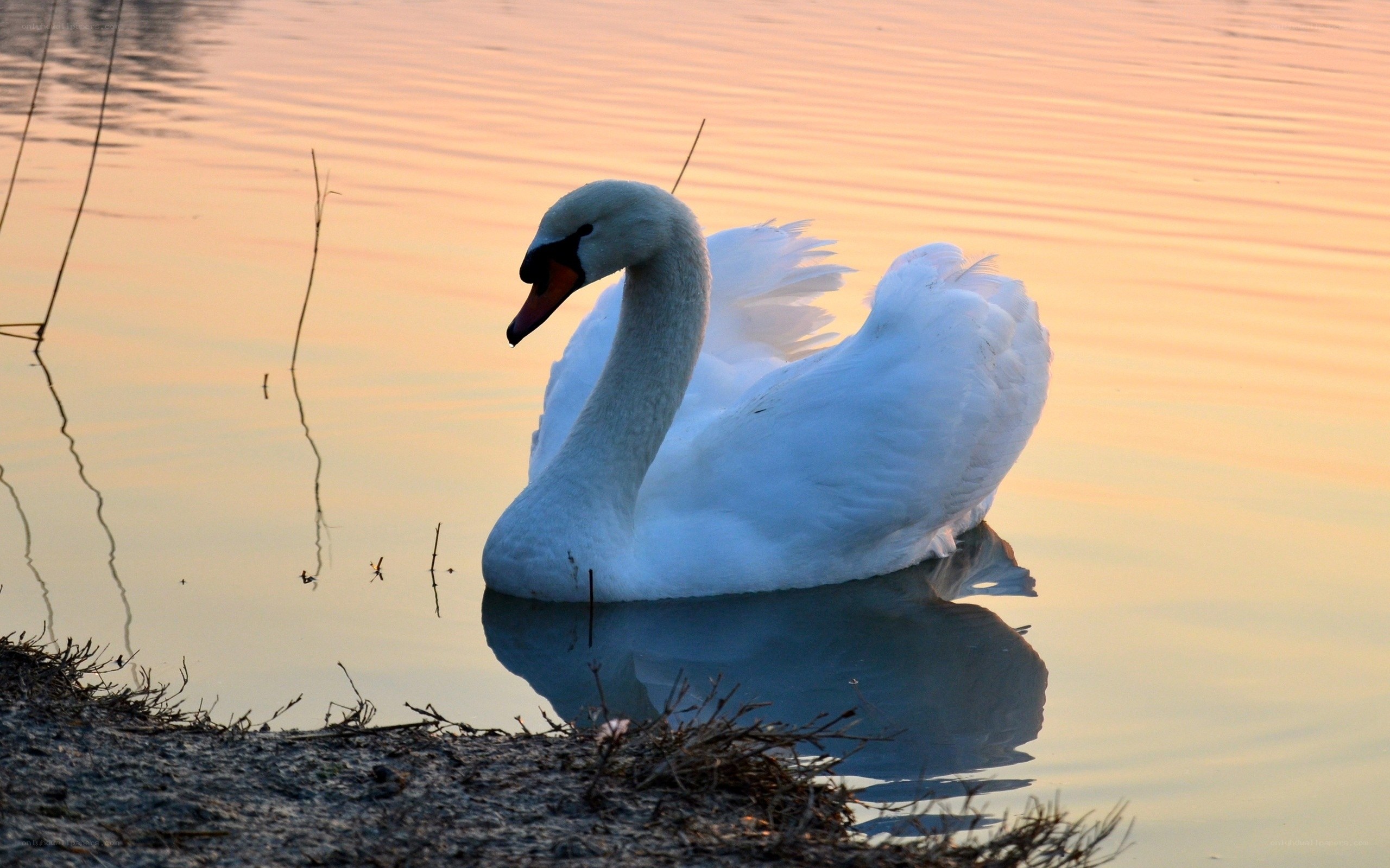 Swan on a calm lake