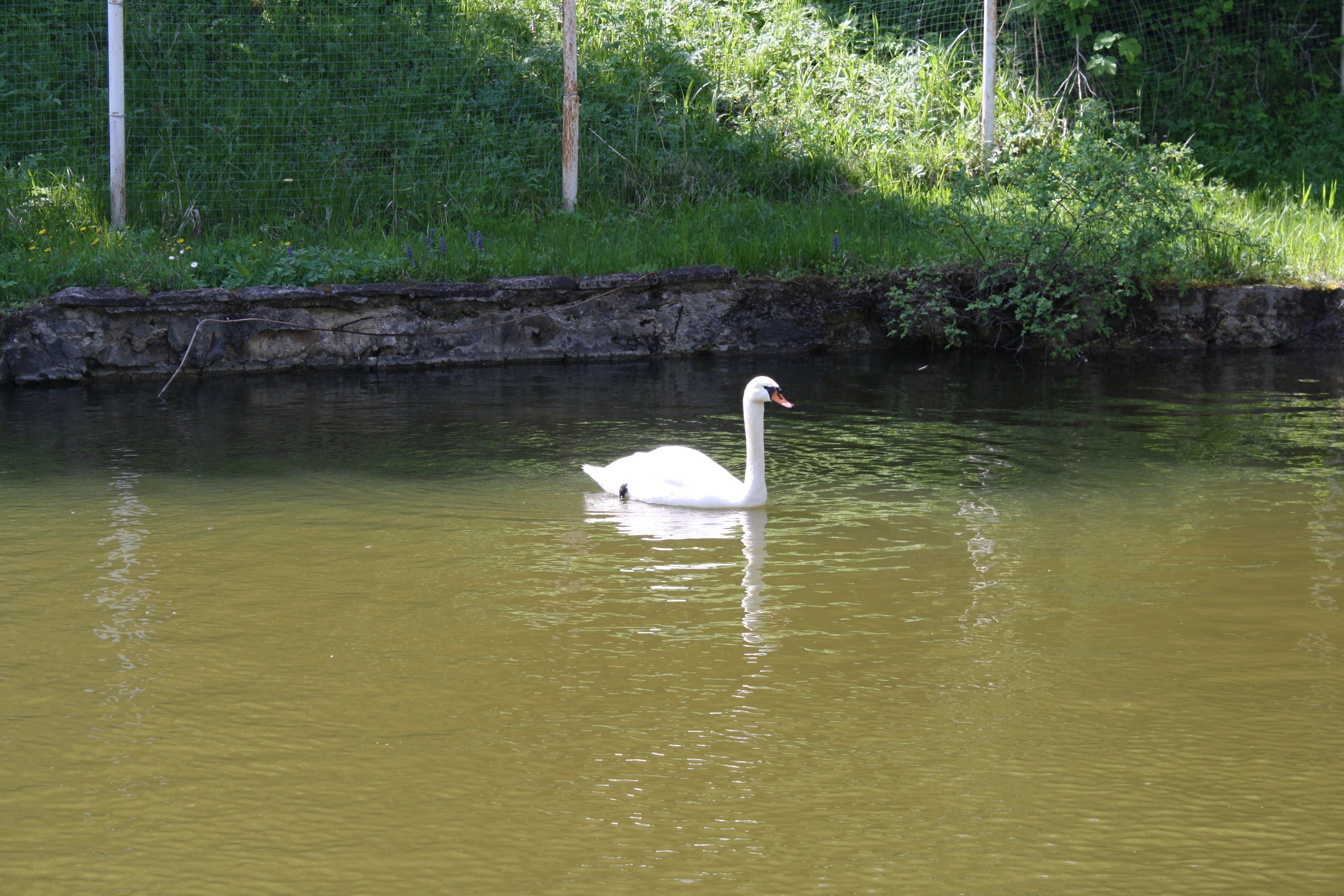 Swan on a calm pond