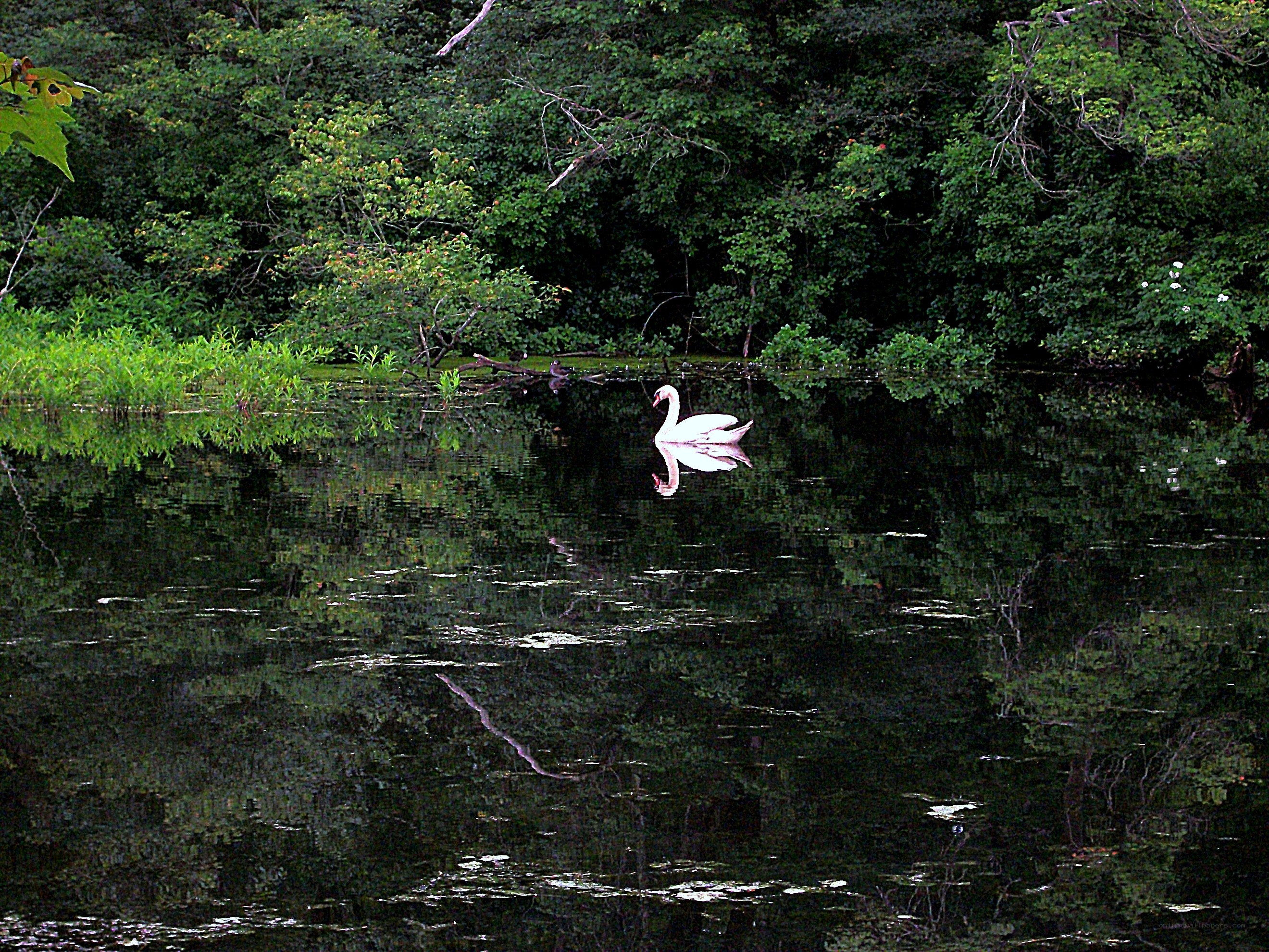 Swan on a calm pond