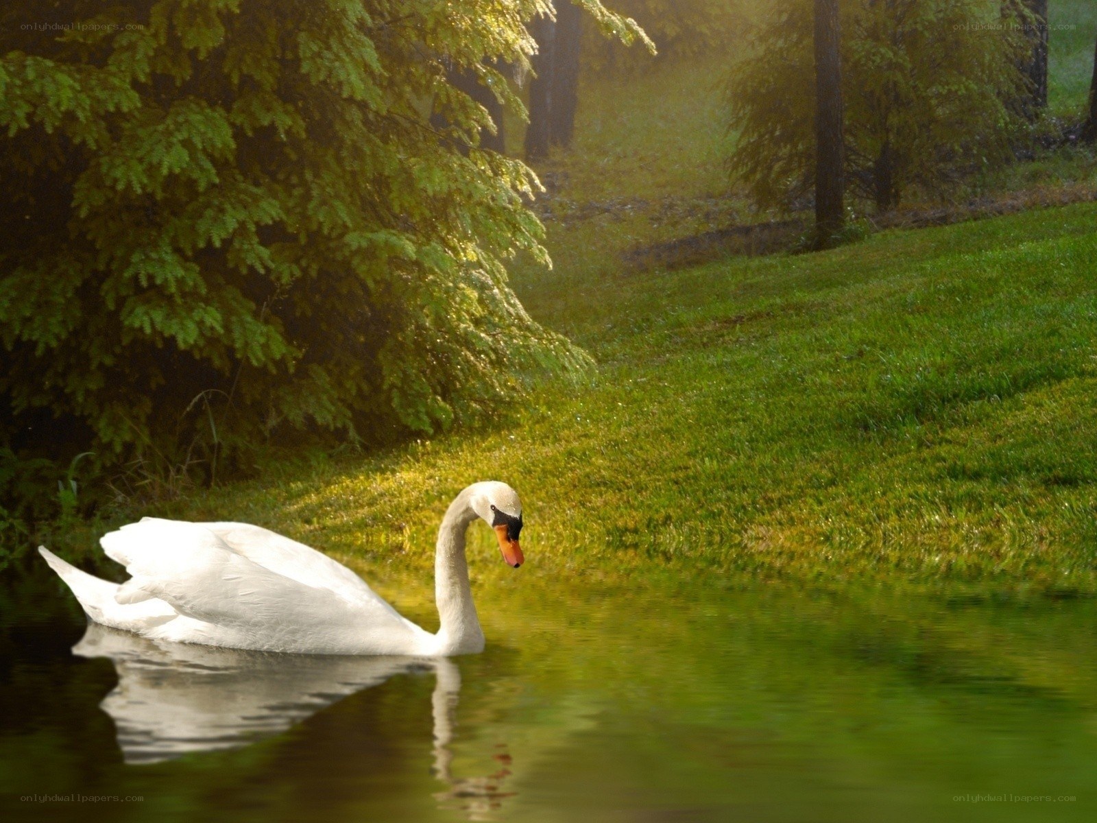 Swan on a calm pond