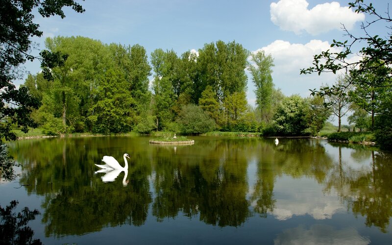 Swan on a calm pond