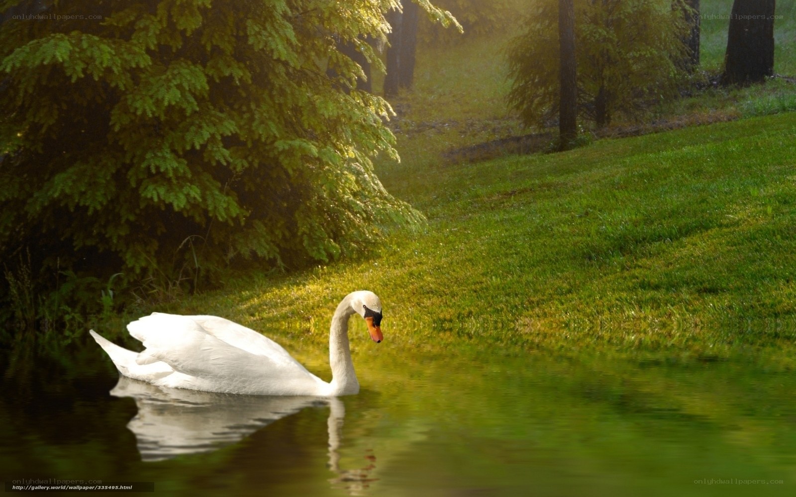 Swan on a calm pond
