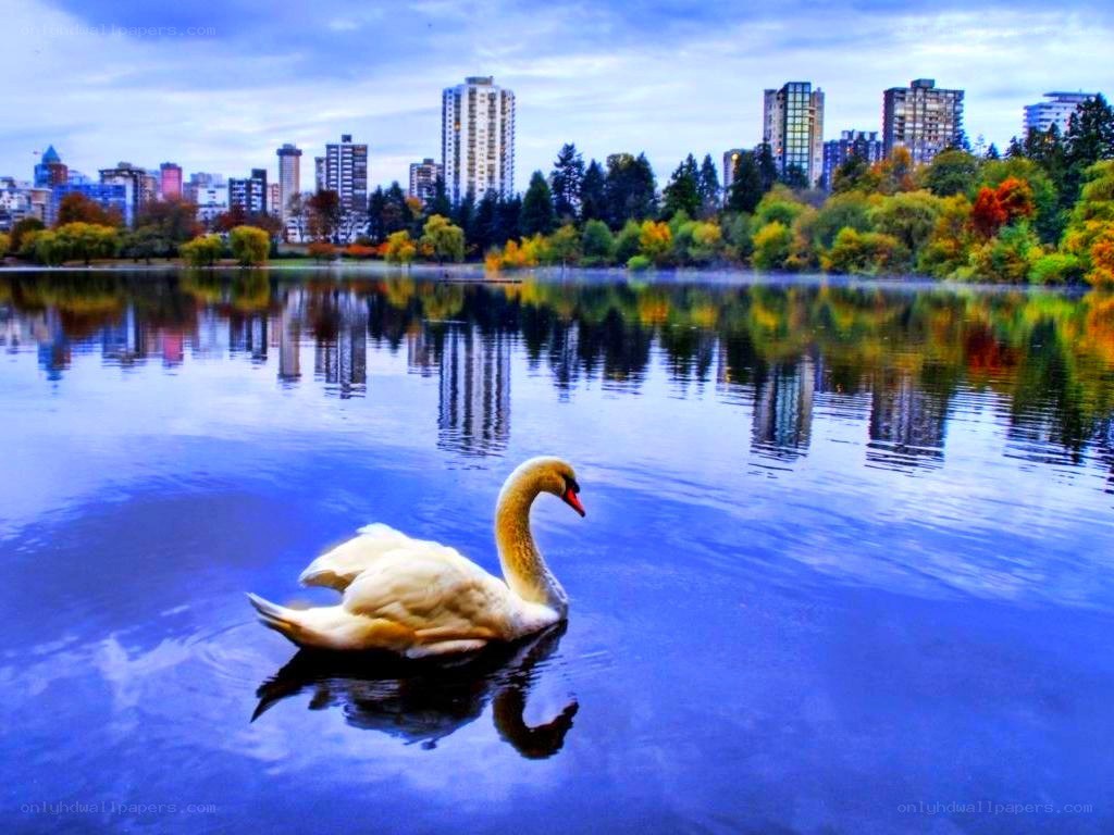 Swan on a city lake