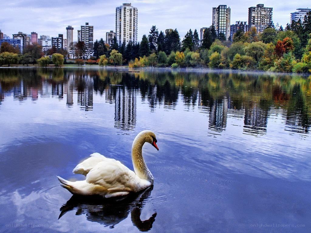 Swan on a city lake